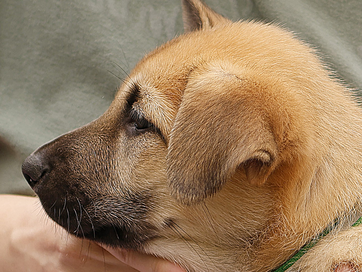 chinook puppy